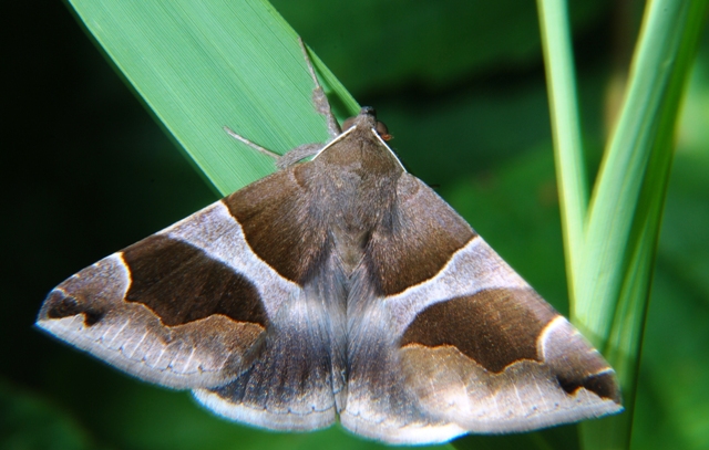 Sconosciuta - Dysgonia algira